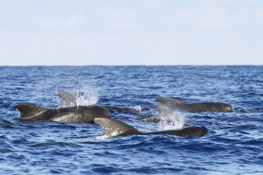 [自贸港英语]“鲸”喜南海 记录到11个鲸类物种 - 第1张
