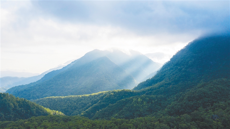 海南热带雨林国家公园加快核算生态系统生产总值 - 第5张