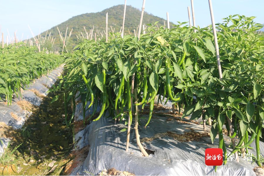 三亚冬季瓜菜进入产销旺季 日出岛量超2000吨 - 第2张