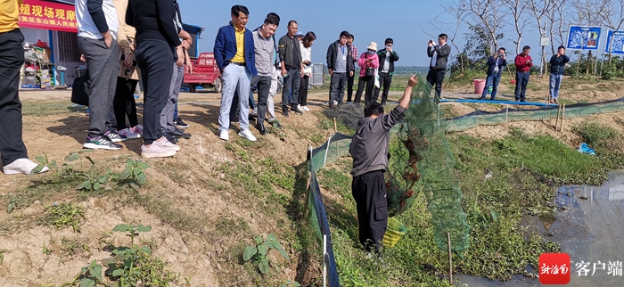 海口东山镇冬季小龙虾亩产利润近万元 将推广养殖促进乡村振兴 - 第4张