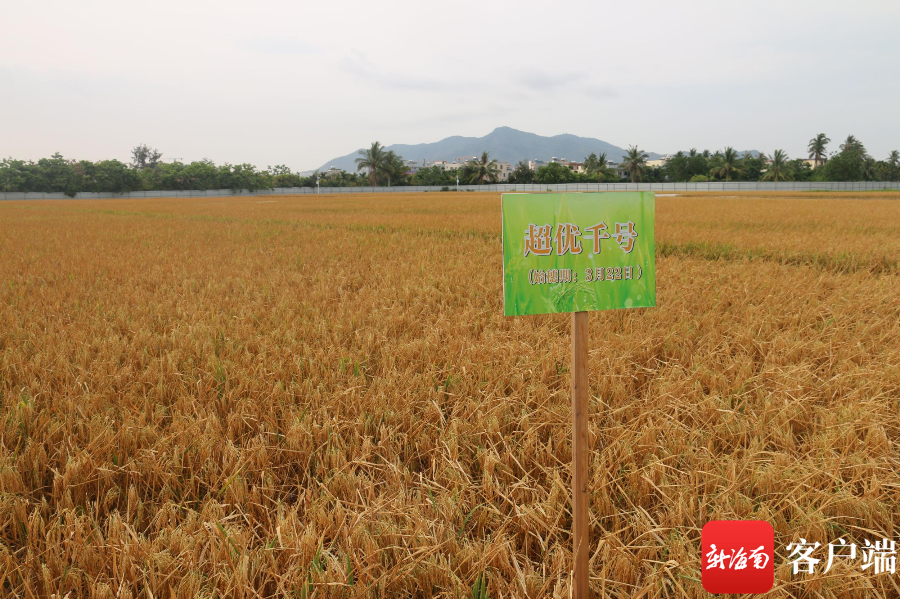 国家耐盐碱水稻技术创新中心在三亚挂牌 - 第2张