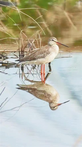 近日，一只鹤鹬在昌江海尾国家湿地公园(试点)周边的湿地休憩。 本组图片均由昌江海尾国家湿地公园(试点)管理中心提供