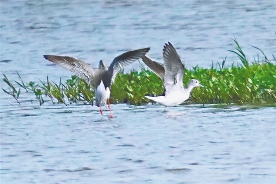 近日，在昌江海尾国家湿地公园(试点)被记录的鹤鹬。