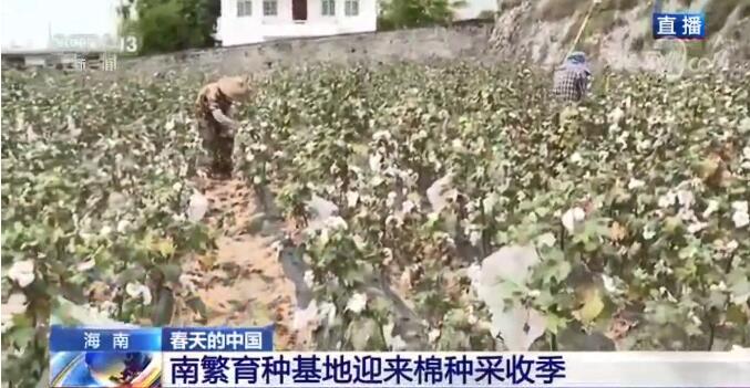 海南：南繁育种基地迎来棉种采收季 - 第1张