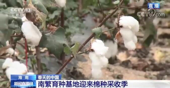 海南：南繁育种基地迎来棉种采收季 - 第2张