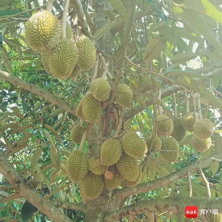 海南榴莲种植面积突破3万亩 专家：榴莲可做为特色产业适当发展 - 第1张