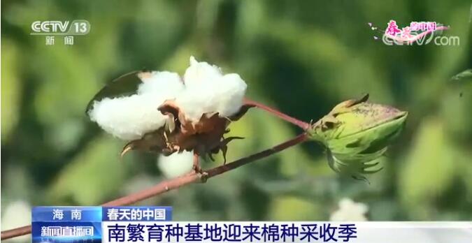 海南：南繁育种基地迎来棉种采收季 - 第4张
