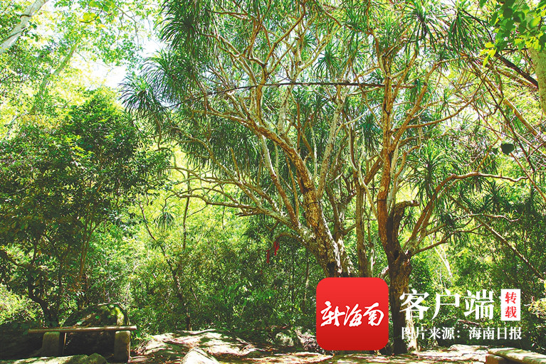 植物寿星龙血树 - 第1张