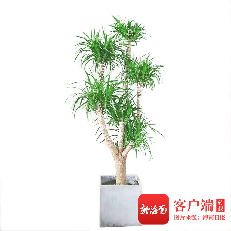 植物寿星龙血树 - 第2张