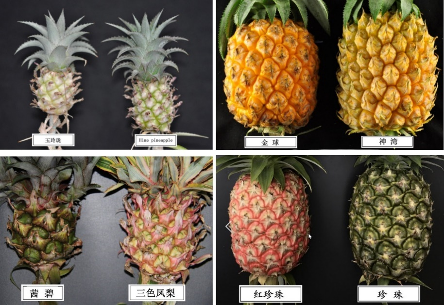 中国热科院选育“冰糖红菠萝”新品种 已在海南、广东等地推广种植 - 第1张