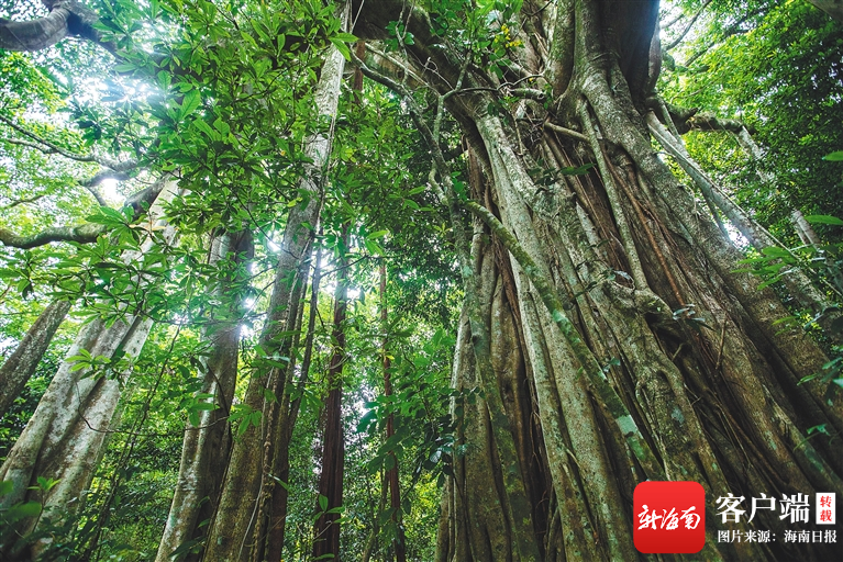 “海南热带雨林和黎族传统聚落”入选世界遗产预备清单 - 第5张