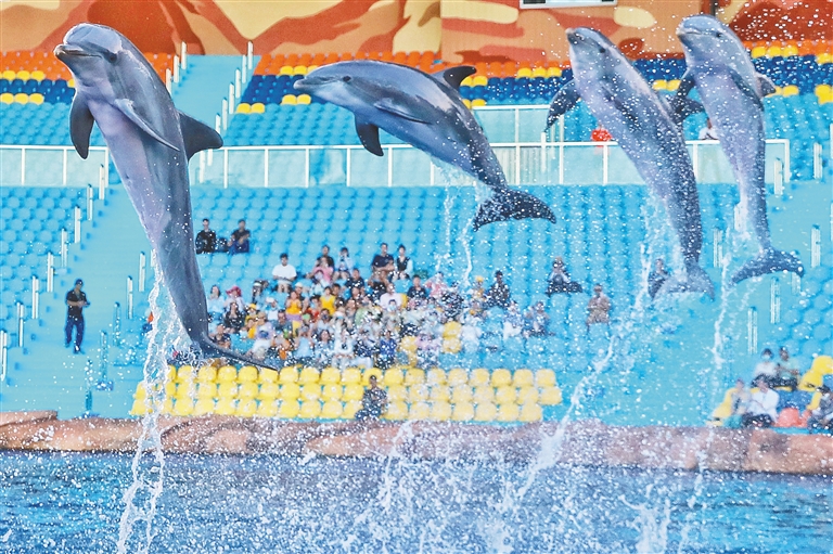 7月5日，30多名专家学者在海南富力海洋欢乐世界观看海豚表演。来源海南日报