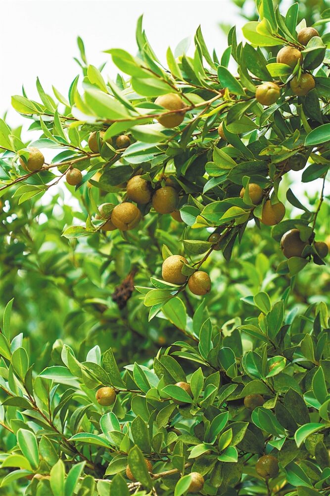 油茶果实形似柚子，又被叫作山柚。本报记者 袁琛 摄