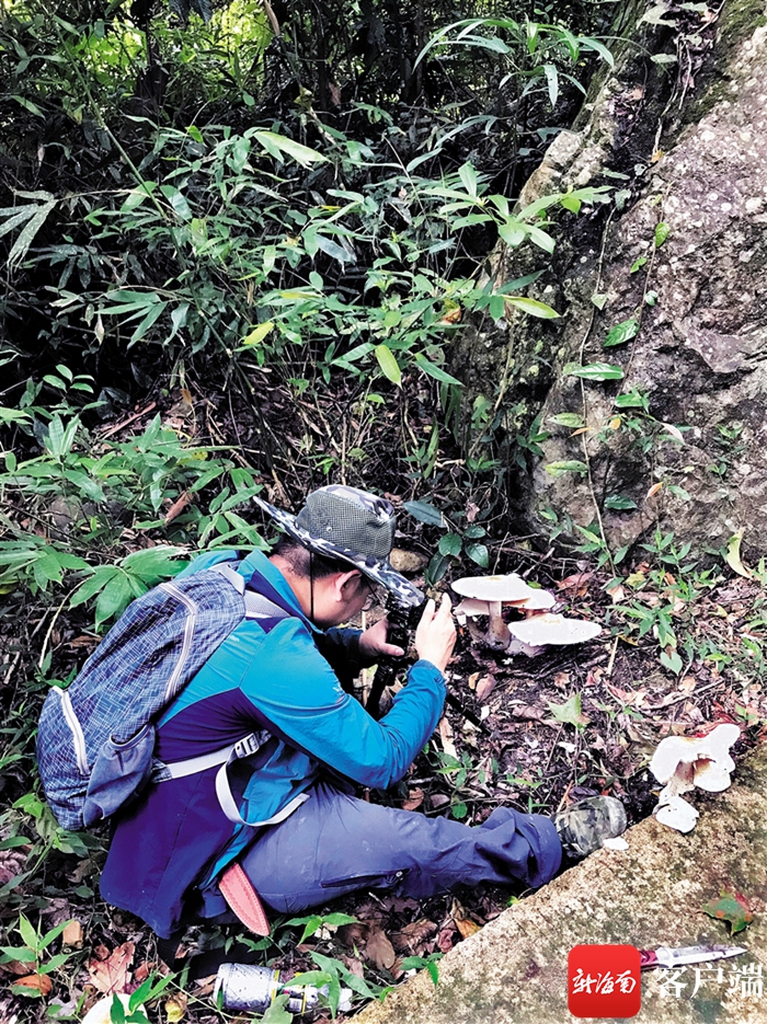“蘑菇教授”曾念开：走遍海南大山 探索蘑菇21年 - 第1张