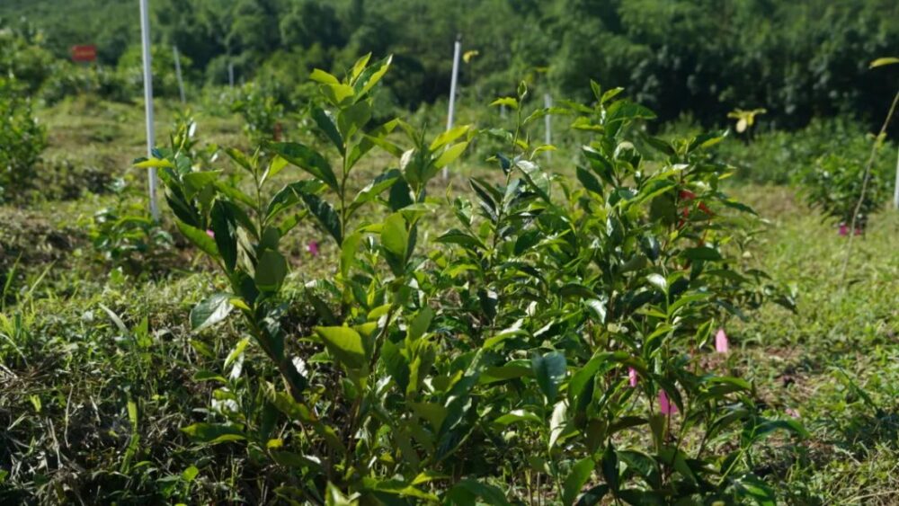 全省首个茶树省级林木种质资源库落户白沙 - 第3张