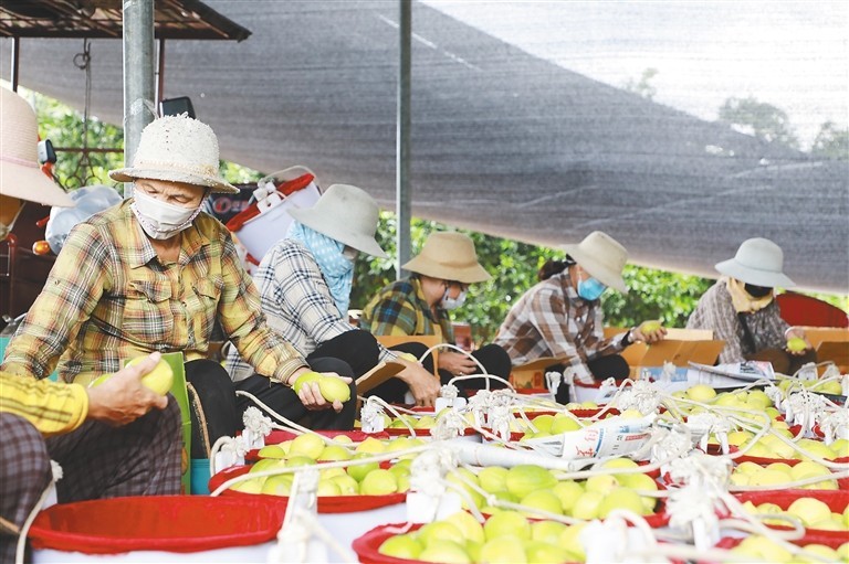 乐东:就地就近招工 农业逐步复产 - 第2张 - 自贸港在线 乐东:就地就近招工 农业逐步复产 - 第2张