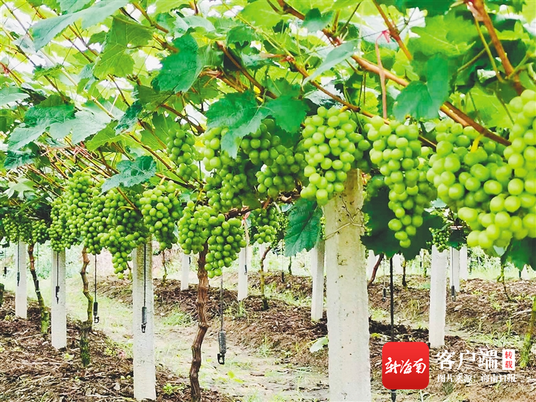 海南岛的葡萄熟了!海口、临高、儋州、昌江多地试种成功 - 第2张 - 自贸港在线 海南岛的葡萄熟了!海口、临高、儋州、昌江多地试种成功 - 第2张
