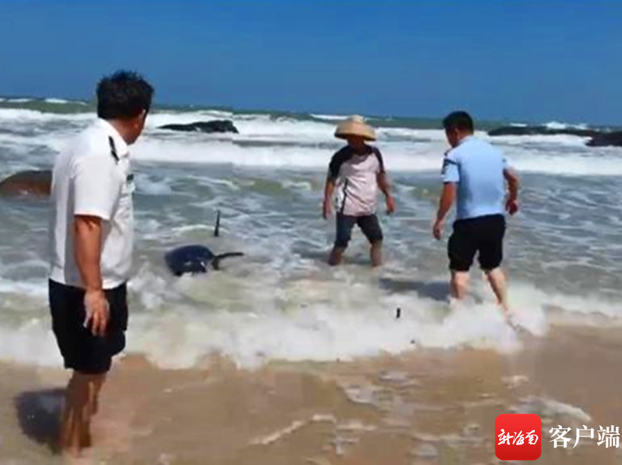 幼鲸搁浅文昌海滩 警民联手救助 - 第2张
