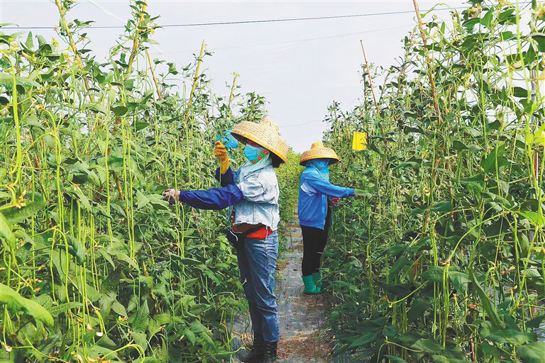 乐东“防虫网+”豇豆种植技术效果显著 - 第1张 - 自贸港在线 乐东“防虫网+”豇豆种植技术效果显著 - 第1张
