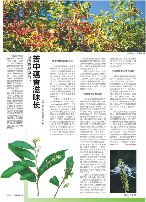 31种,目前比较常见的有寄生茶,鹧鸪茶,葫芦茶,肾茶,苦丁茶,木棉花茶等