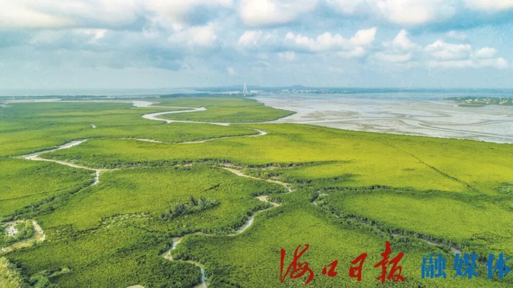 从“海陆空”看海口东寨港生态修复成效 - 第1张