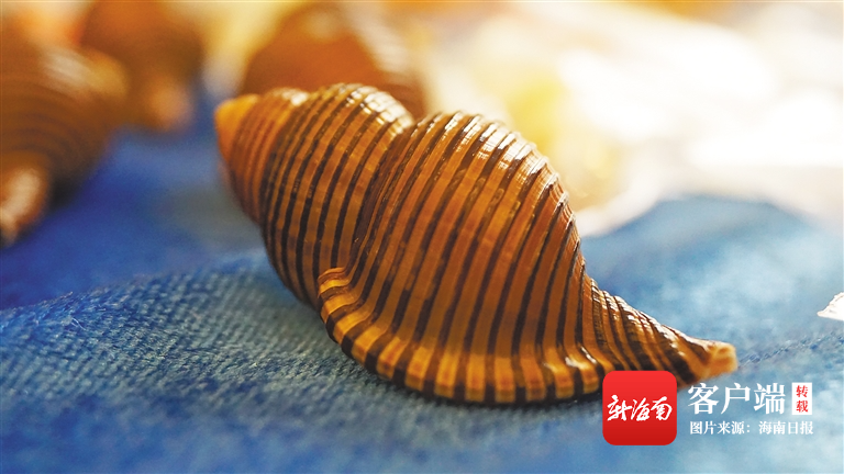 吃螺、玩螺、赏螺......琼岛那些螺趣 - 第4张 - 自贸港在线 吃螺、玩螺、赏螺......琼岛那些螺趣 - 第4张