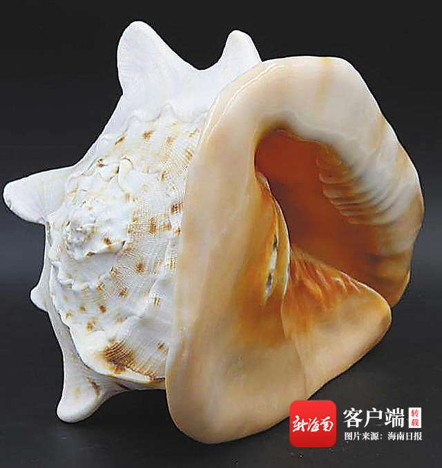 吃螺、玩螺、赏螺......琼岛那些螺趣 - 第6张 - 自贸港在线 吃螺、玩螺、赏螺......琼岛那些螺趣 - 第6张