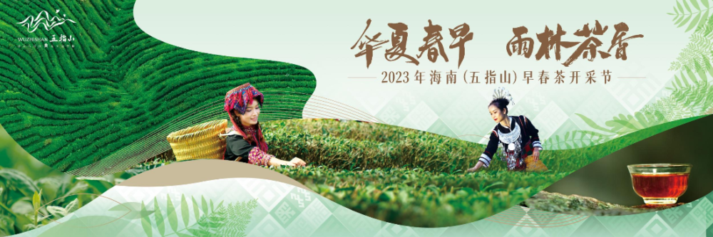 2023年海南（五指山）早春茶开采节2月4日开启，主会场设在毛纳村 - 第3张