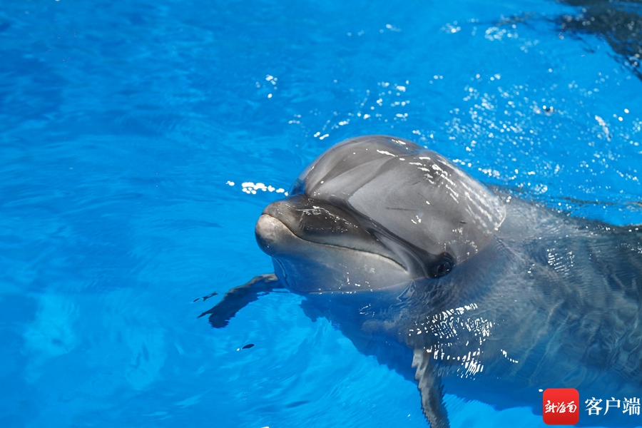 国内首例搁浅印太瓶鼻海豚在儋州海花岛救治成功！将择期放生 - 第3张