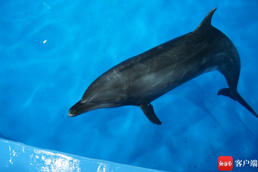 国内首例搁浅印太瓶鼻海豚在儋州海花岛救治成功！将择期放生 - 第5张