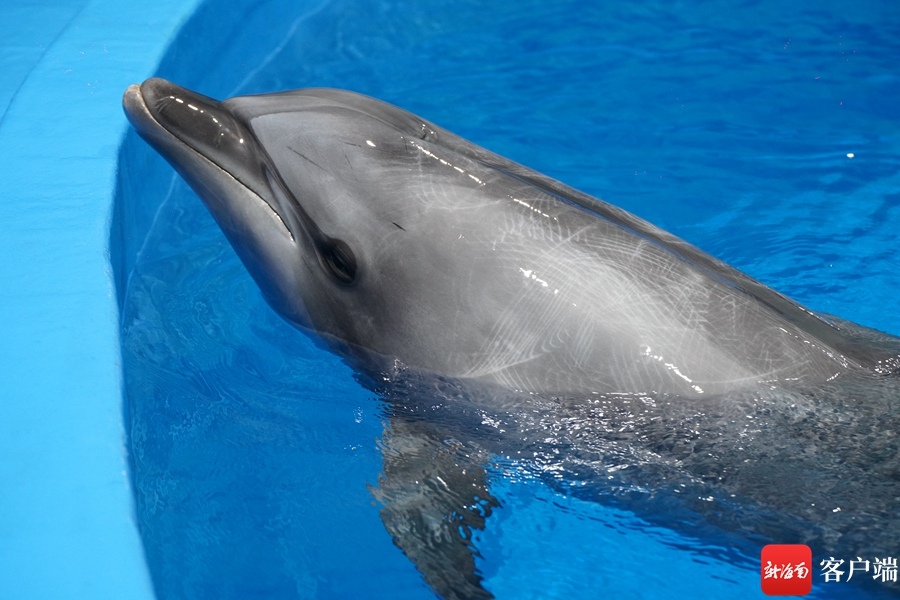 国内首例搁浅印太瓶鼻海豚在儋州海花岛救治成功！将择期放生 - 第6张