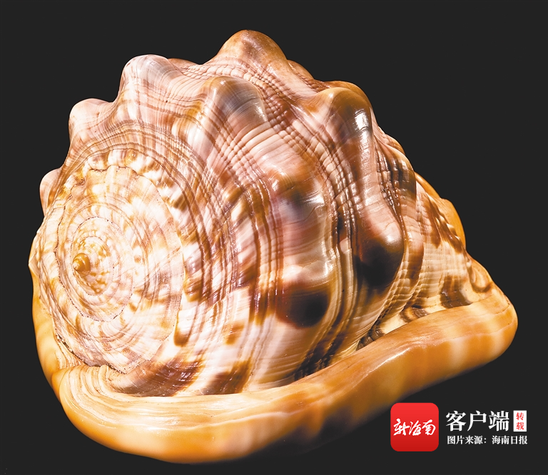吃螺、玩螺、赏螺......琼岛那些螺趣 - 第3张 - 自贸港在线 吃螺、玩螺、赏螺......琼岛那些螺趣 - 第3张